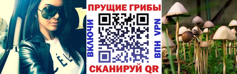 Псилоцибиновые грибы Psilocybe  Купить  Красноуральск 